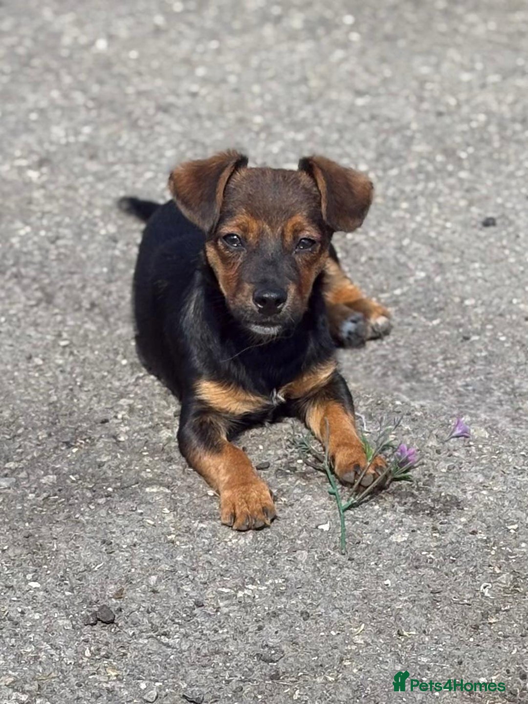 Jack Russell dogs for sale: Traditional Short-legged Jack Russell Boy. - Image 9