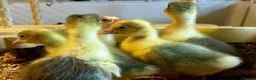 Geese poultry for sale: SEBASTOPOL GOSLINGS - READY NOW - Advert 5