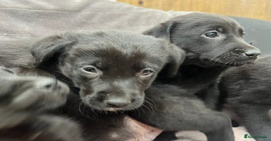 Labrador Retriever dogs - Advert 9