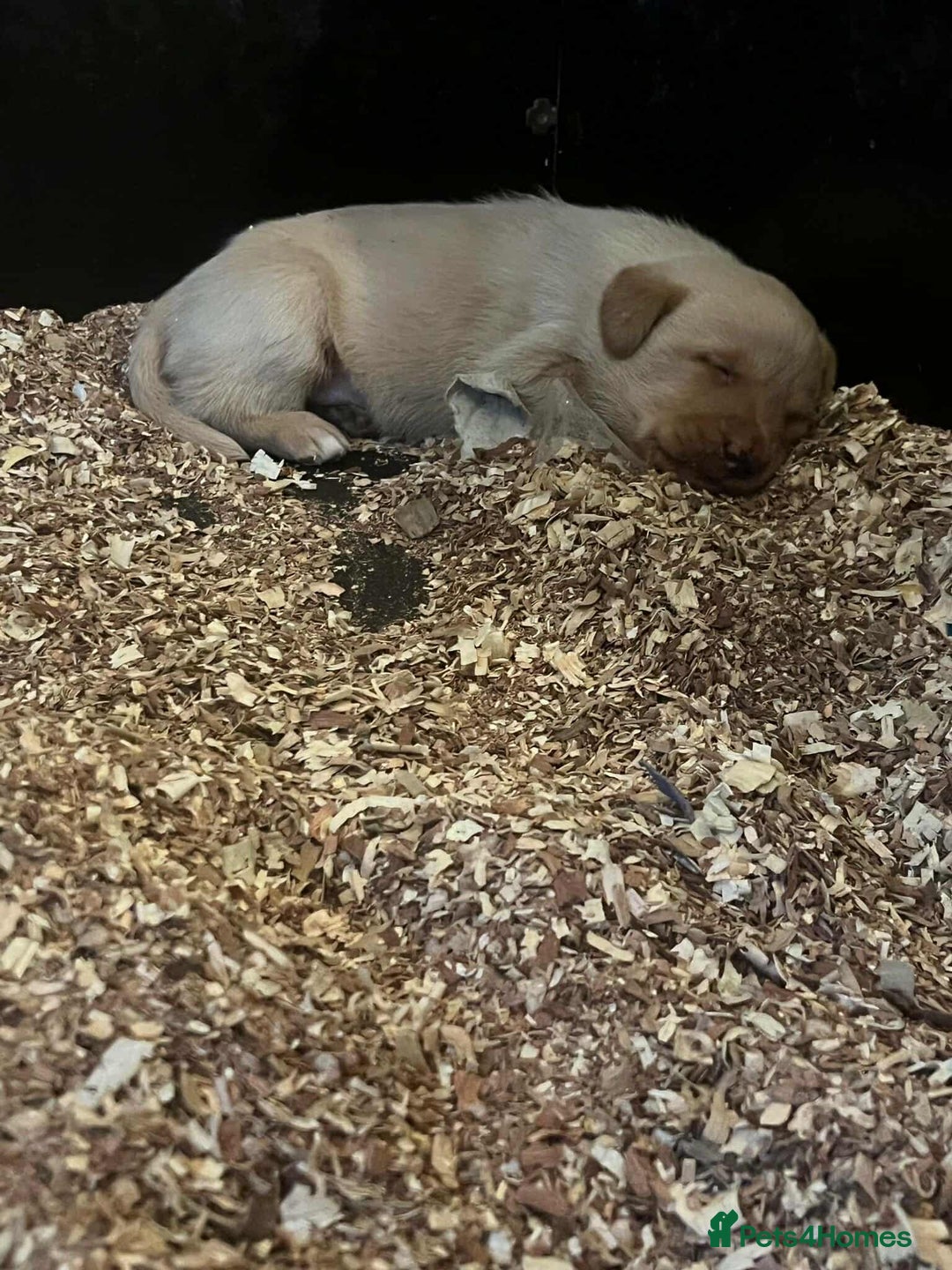 Labrador Retriever dogs for sale: Working Pedigree Yellow Lab pups champion lines - Advert 11