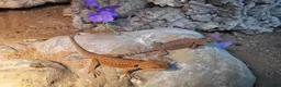 Bearded Dragon reptiles for sale: Bearded dragon at Wicked Exotics  - Advert 5