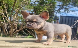 French Bulldog dogs for sale: Beautiful French bulldogs - Image 14