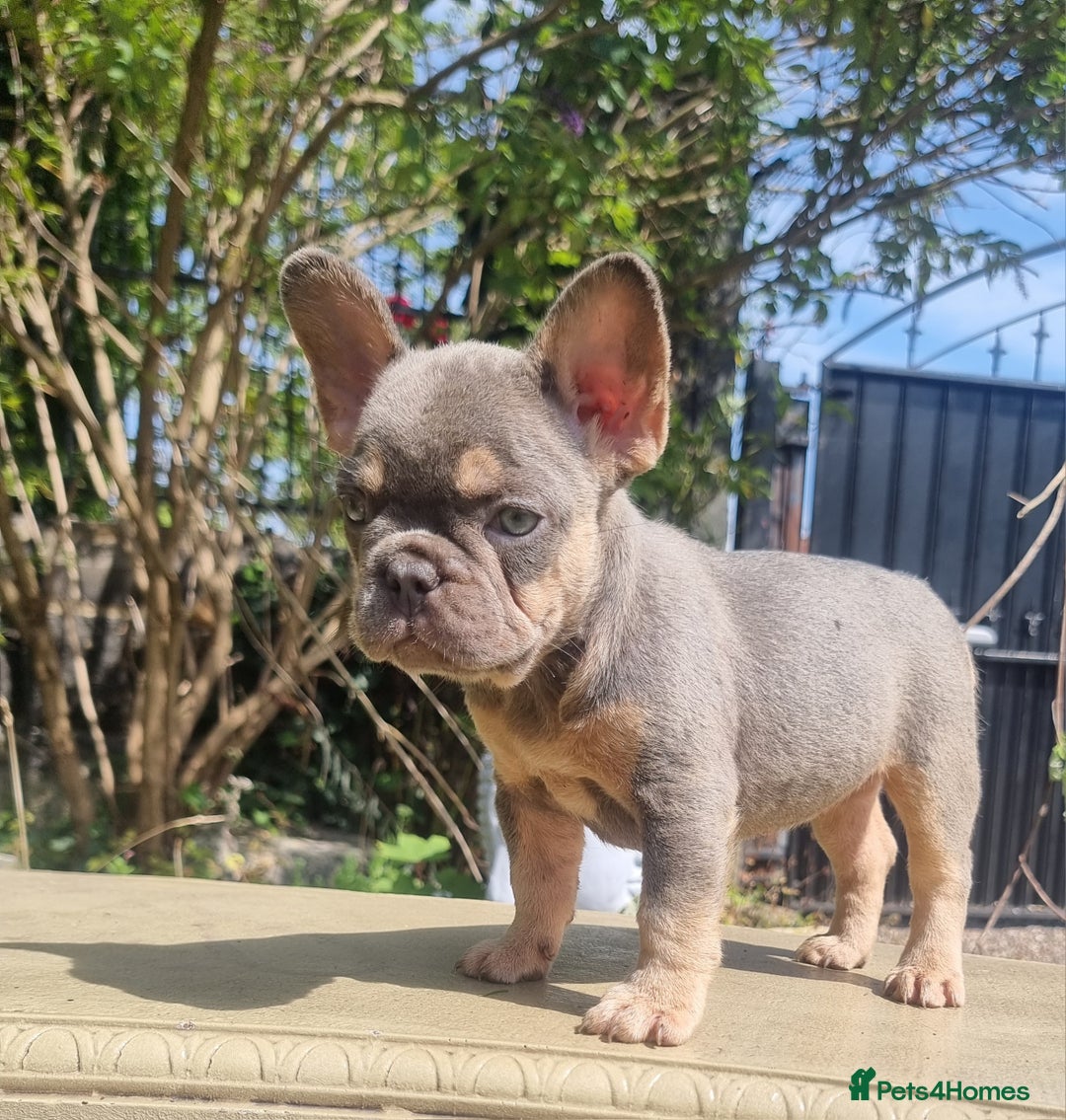 French Bulldog dogs for sale: Beautiful French bulldogs - Image 14