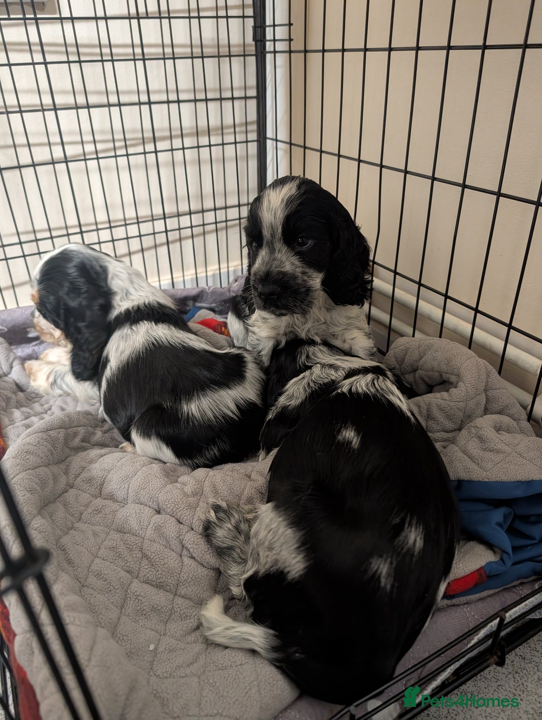 Cocker Spaniel dogs for sale: Beautiful Show Cocker Puppies. Health tested.  - Advert 12