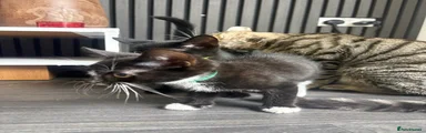 Mixed Breed 2