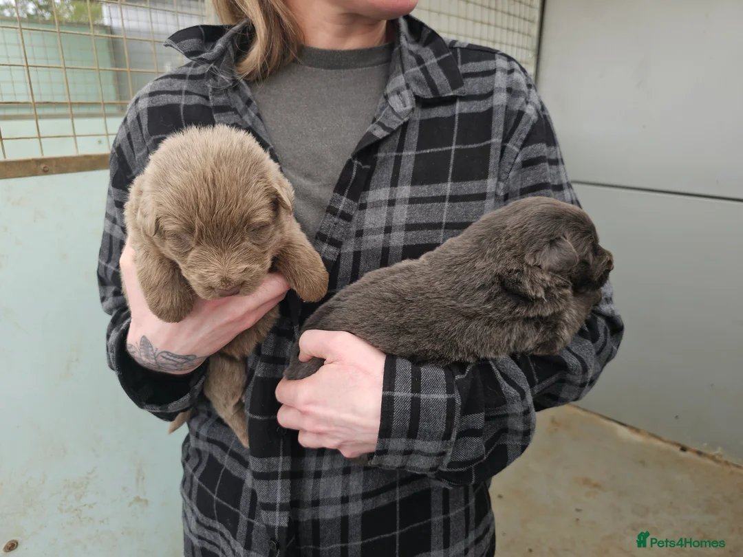 German Shepherd dogs for stud: Kc health tested solid isabella gsd in Bedford - Advert 10