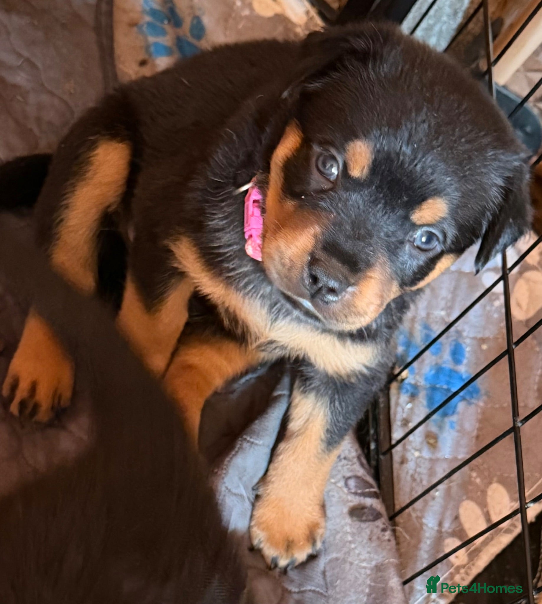 Rottweiler dogs Beautiful Rottweiler puppies ready in 10 day  - Advert 7