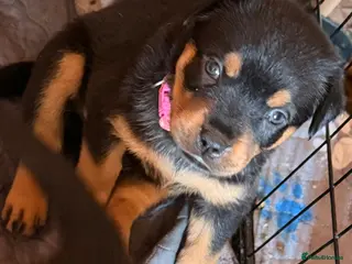 Rottweiler dogs Beautiful Rottweiler puppies ready in 10 day - Advert 3