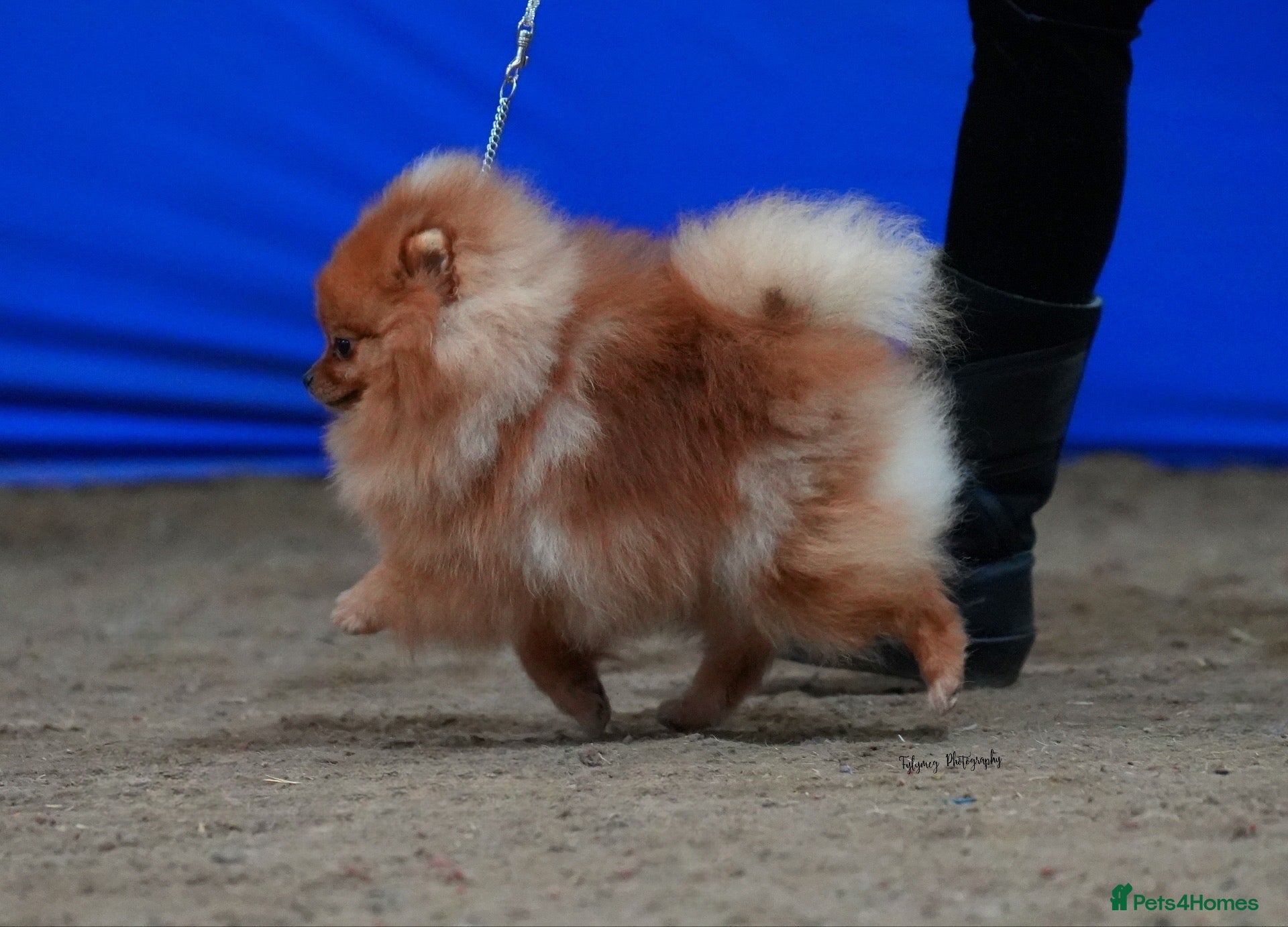 Pomeranian dogs Orange Import Dog - Advert 5