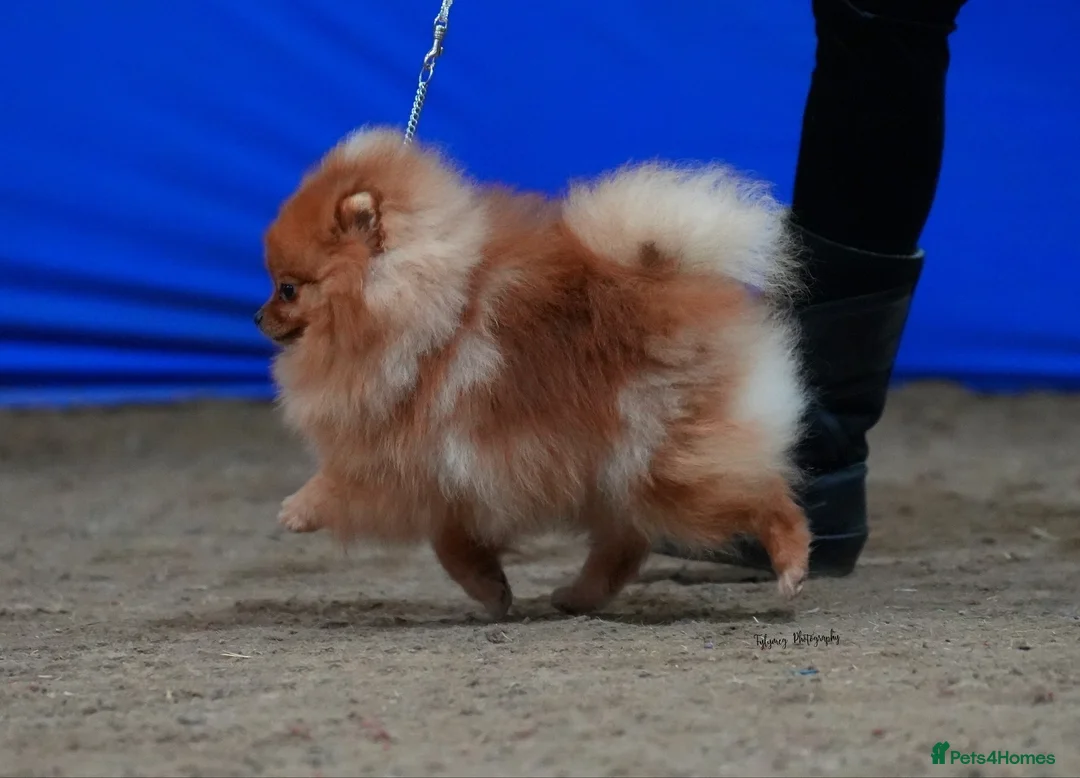 Pomeranian dogs for sale: Orange Import Dog - Advert 1