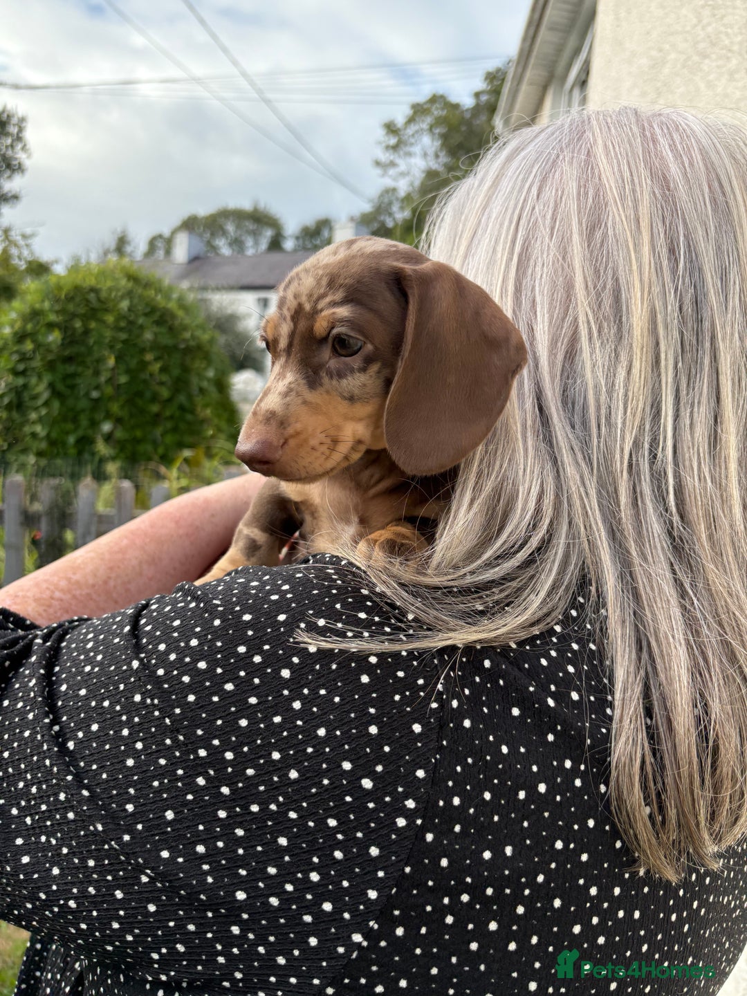 Miniature Dachshund dogs for sale: *READY NOW! 2 STUNNING KC REG MINI DACHSHUND BOYS* - Image 16
