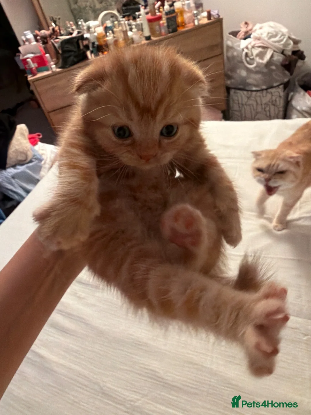Scottish Fold cats for sale: Scottish fold  in London - Advert 2