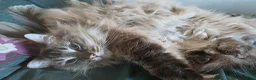 Ragdoll cats for sale: Male Lynx point Ragdoll - Advert 3