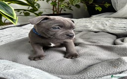 Staffordshire Bull Terrier dogs for sale: 🔷 Pharaon Champion Line Pups 🔷 in Wolverhampton - Image 16