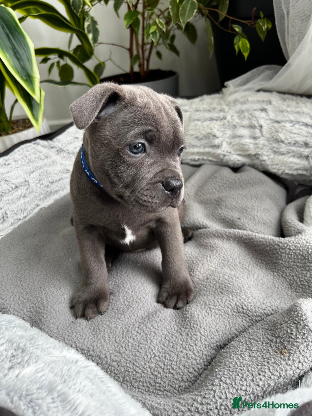 Staffordshire Bull Terrier dogs for sale: 🔷 Pharaon Champion Line Pups 🔷 in Wolverhampton - Image 16