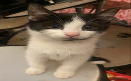 Mixed Breed cats for sale: Beautiful mixed breed kittens ready to leave 🐱❤️ - Image 3