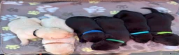 Labrador Retriever dogs for sale: Exquisite KC FTCH Labrador Puppies - Advert 4