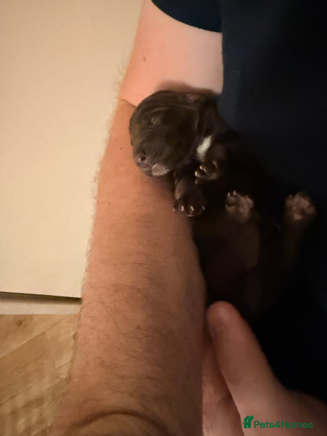Mixed Breed dogs for sale: Beautiful Cocker Sproodles Puppies!  - Image 8