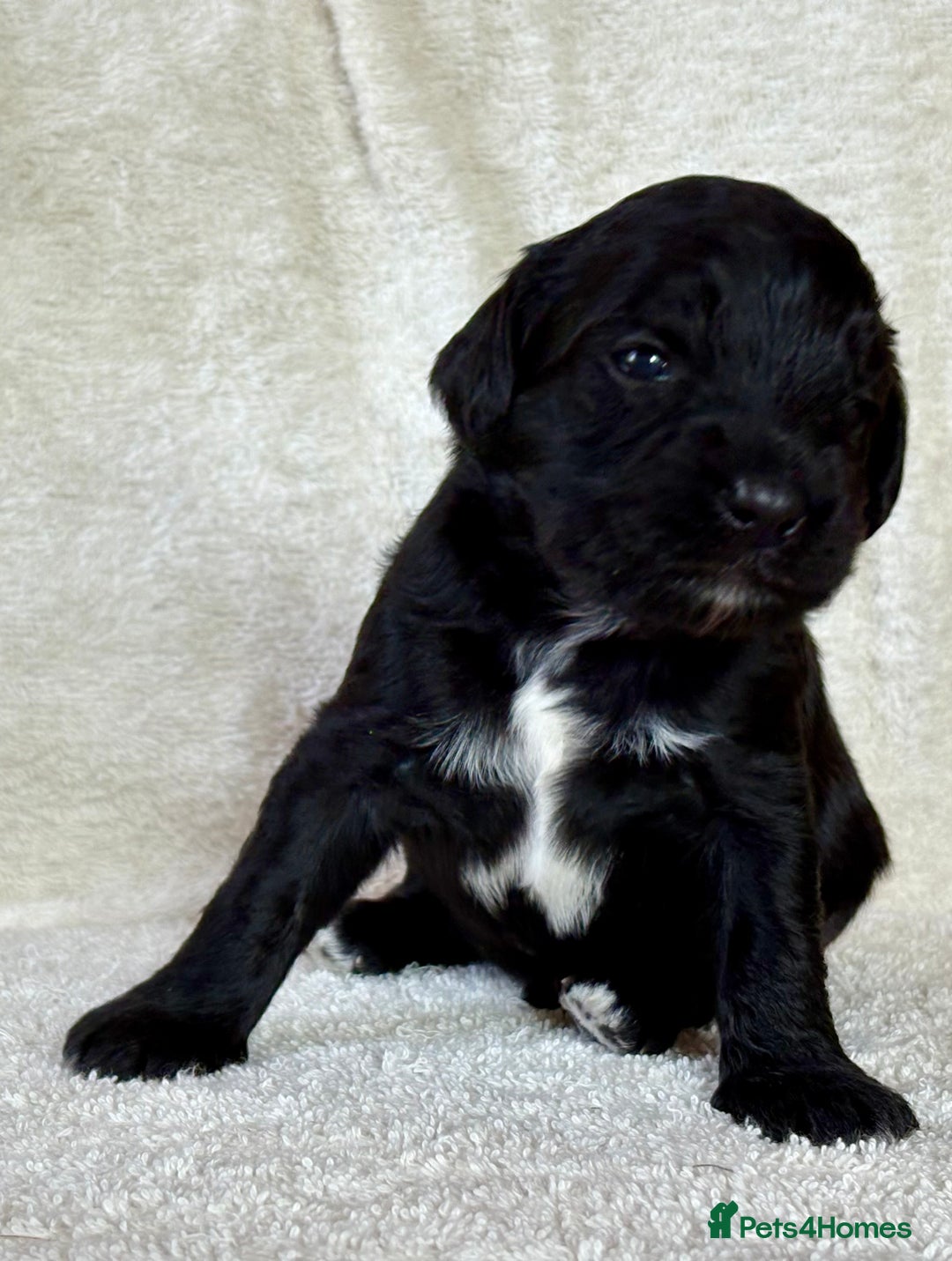 Cockapoo dogs for sale: ✨ Gorgeous Cockapoo Puppies ✨ - Image 18