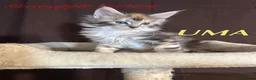 Maine Coon cats for sale: TICA Registered Full Maine Coon Kittens - Advert 17