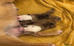 English Bulldog dogs for sale: English bulldog pups available 1/12/25 - Image 7