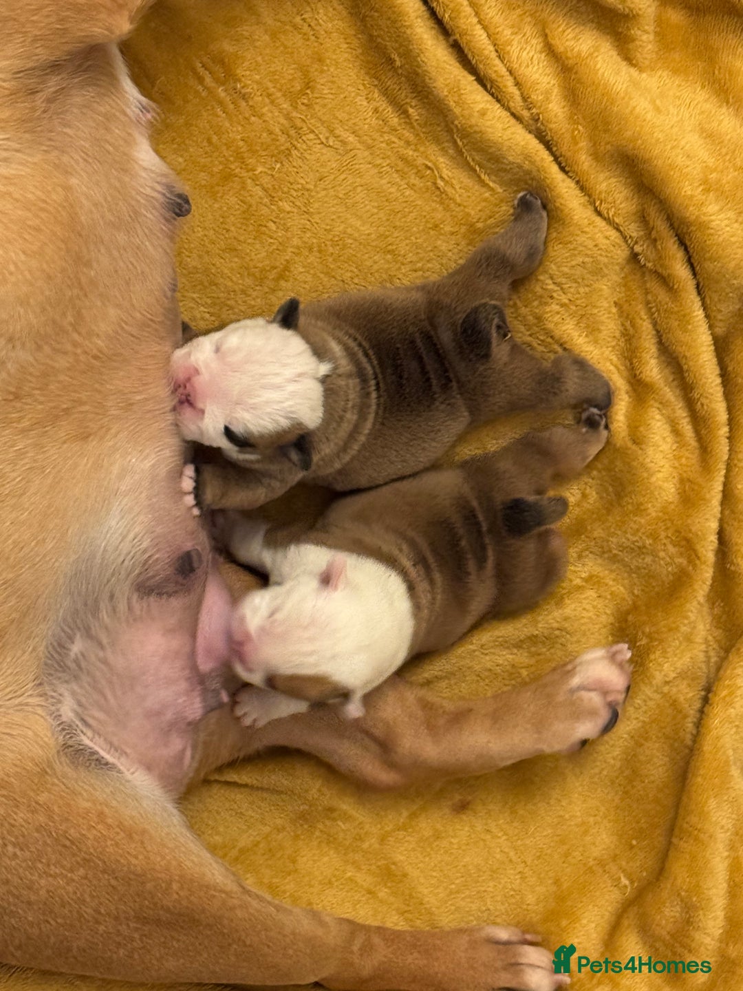 English Bulldog dogs for sale: English bulldog pups available 1/12/25 - Image 7