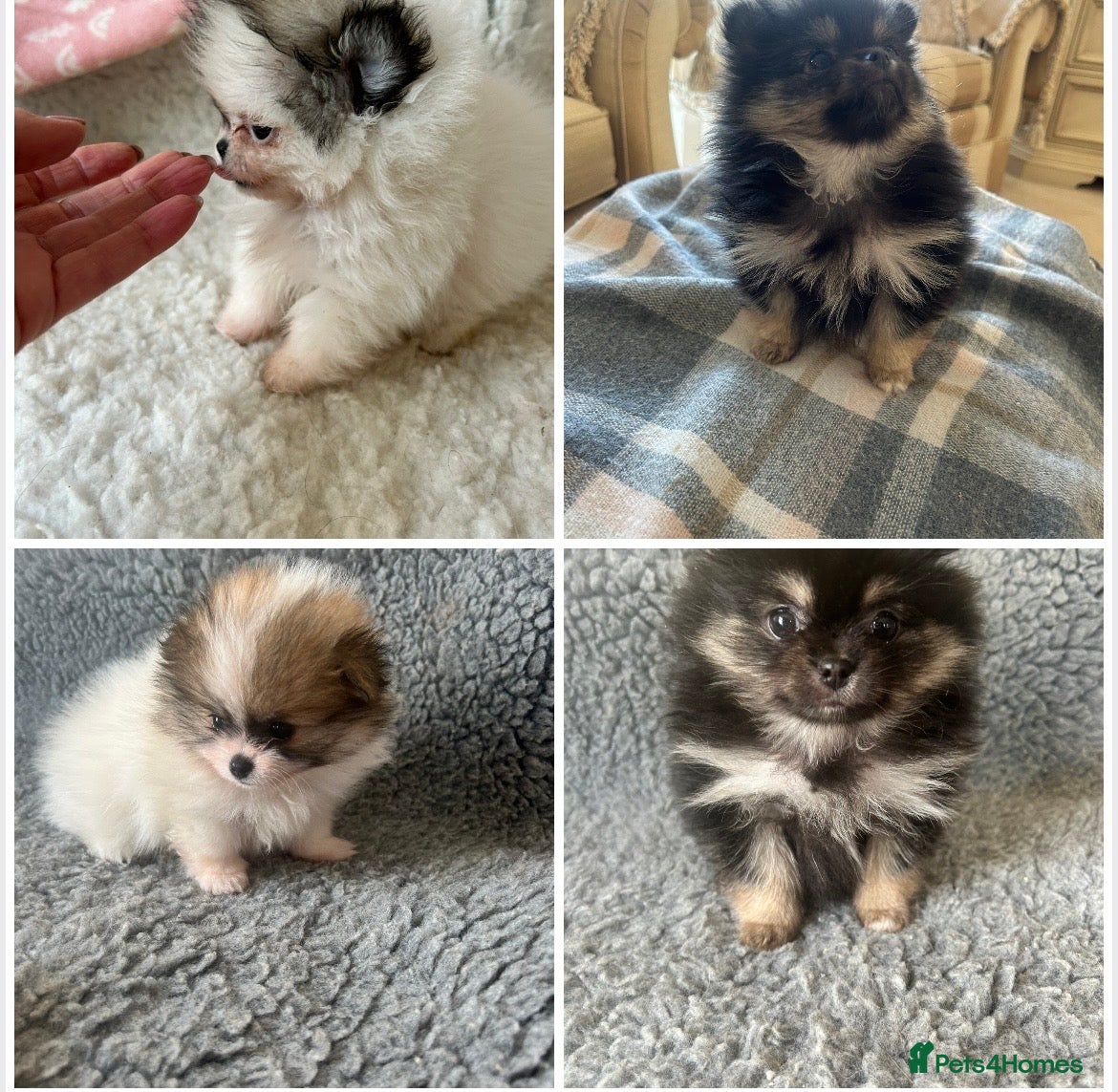 Pomeranian dogs Rainbow litter all different colors and markings  - Advert 12