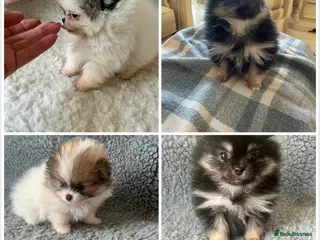 Pomeranian dogs Rainbow litter all different colors and markings - Advert 12
