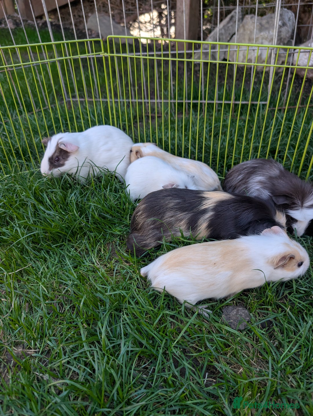 Guinea Pig rodents for sale: Baby guinea pigs ready now in Bakewell - Image 4
