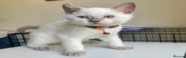 Snowfall - Boy (Orange Collar)