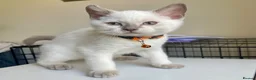 British Shorthair cats for sale: 💙 GCCF Pedigree Blue Colourpoint BSH Kitten - Advert 24