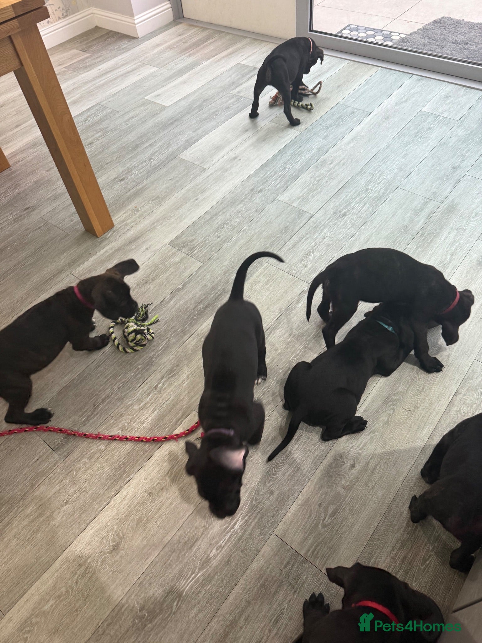 Cane Corso dogs Cane corso puppies - Advert 2