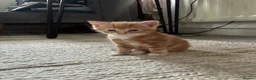 Bengal cats for sale: 5 beautiful mixed Bengal and Russian Angora. - Advert 8