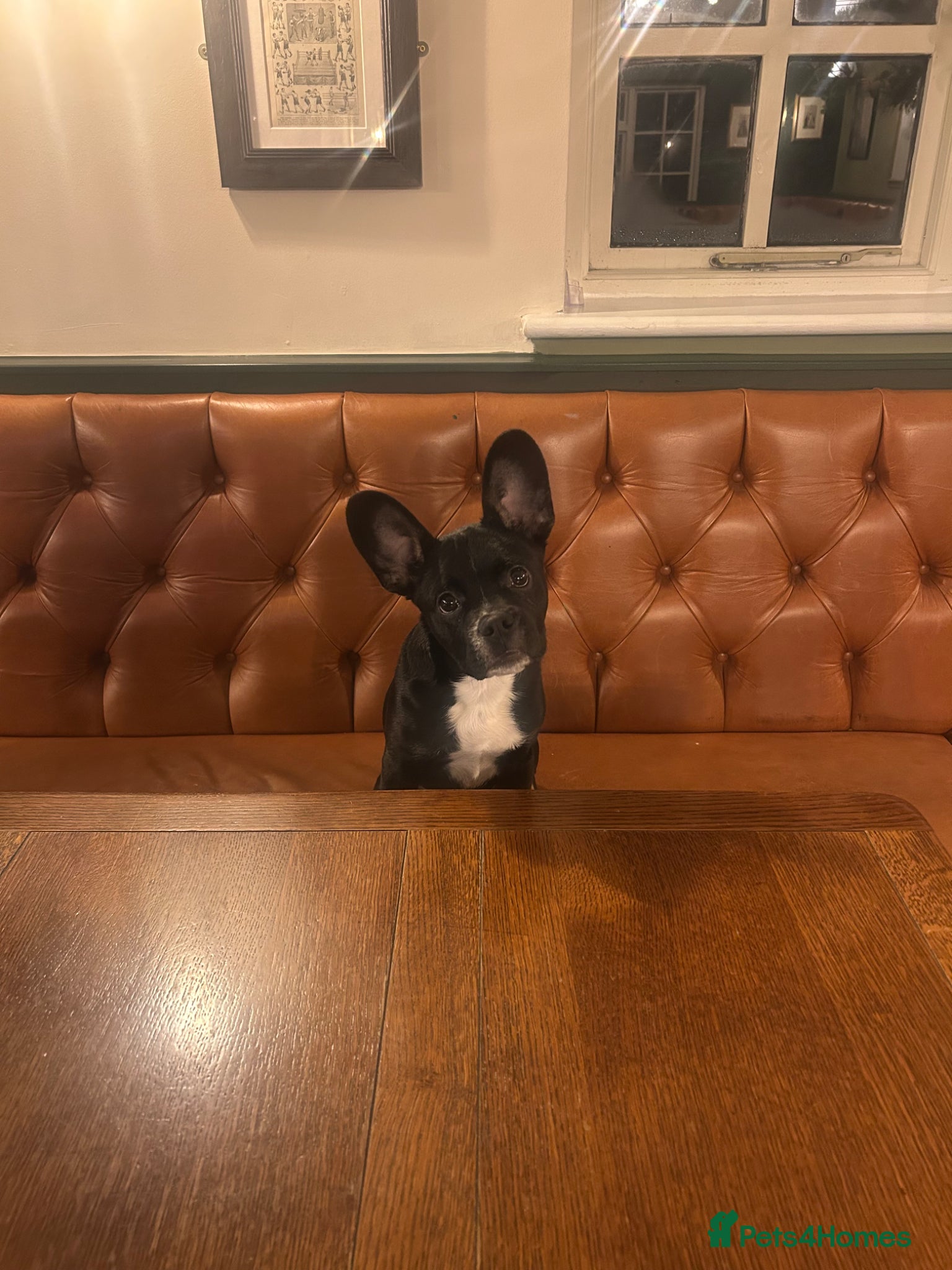 Mixed Breed dogs Frenchie Terrier (6 months) - Advert 1