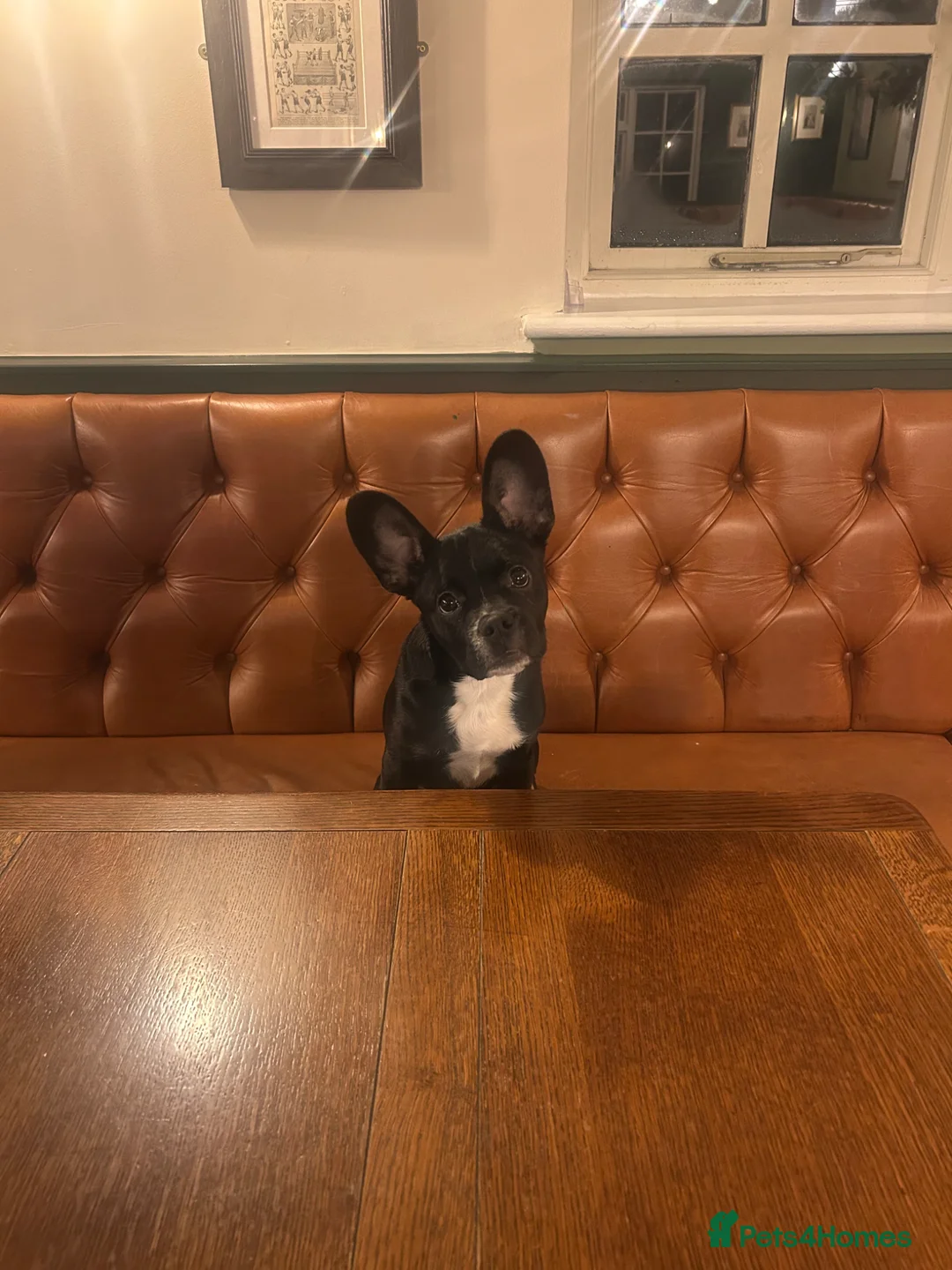 Mixed Breed dogs for sale: Frenchie Terrier (6 months) in Dunstable - Advert 1