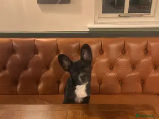 Mixed Breed dogs Frenchie Terrier (6 months) - Advert 1