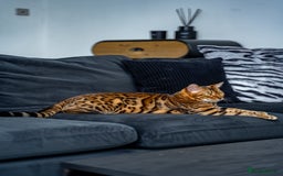 Bengal cats for sale: One of the kind Bengal Female -TICA reg.-Wild look - Image 25