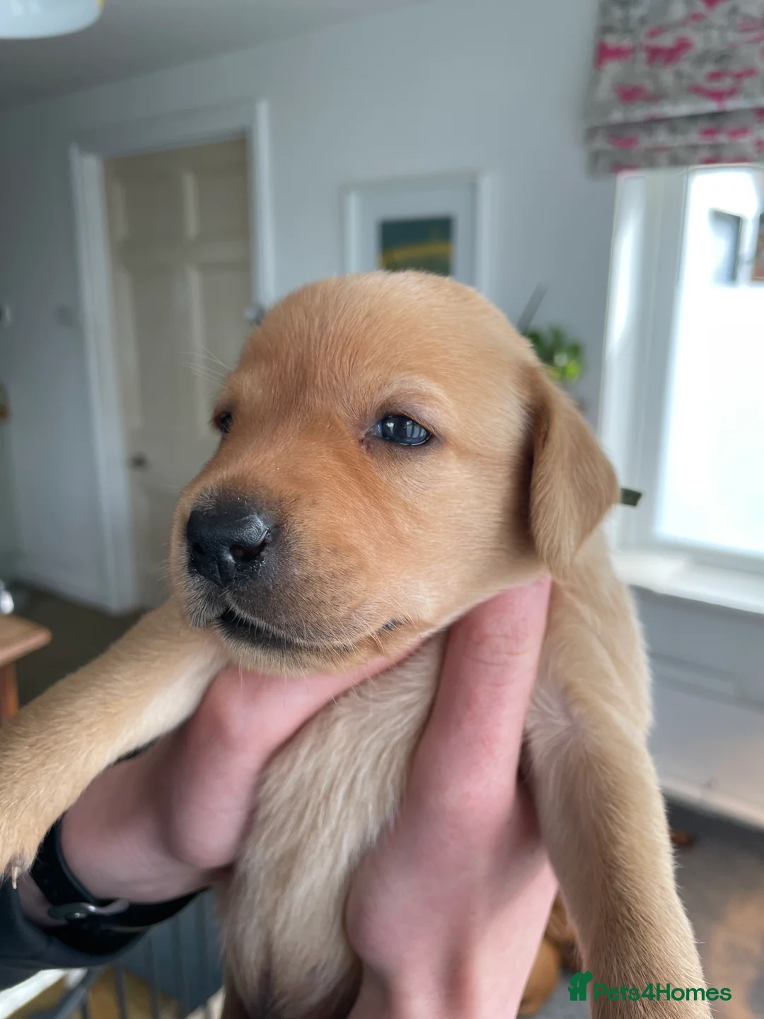 Labrador Retriever dogs for sale: Stunning yellow working Labrador boys in Bristol - Advert 6