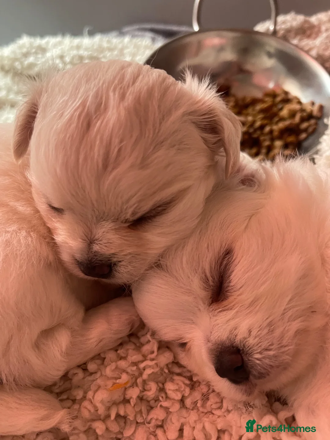 Chihuahua dogs for sale: 4 white long coat pups  - Advert 2