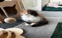 Scottish Fold cats for sale: TICA registered Scottish Fold Girl - Image 8