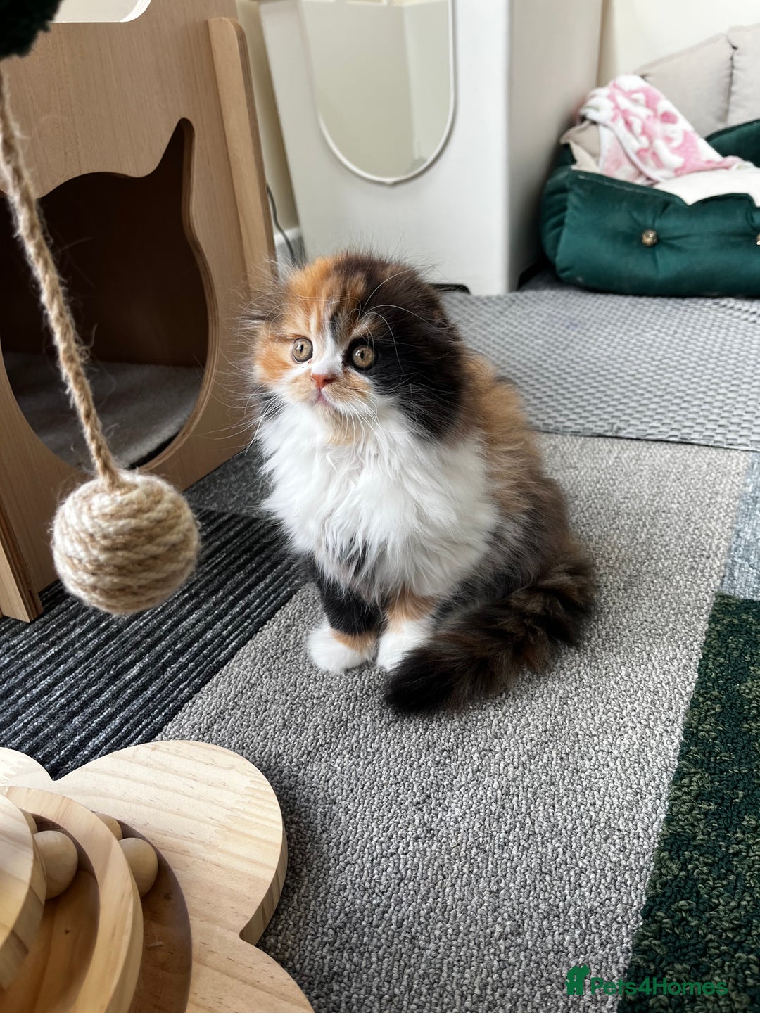 Scottish Fold cats for sale: TICA registered Scottish Fold Girl - Image 8