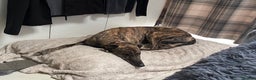Greyhound dogs for adoption: Greyhounds ready for adoption  in Bridgnorth - Advert 8