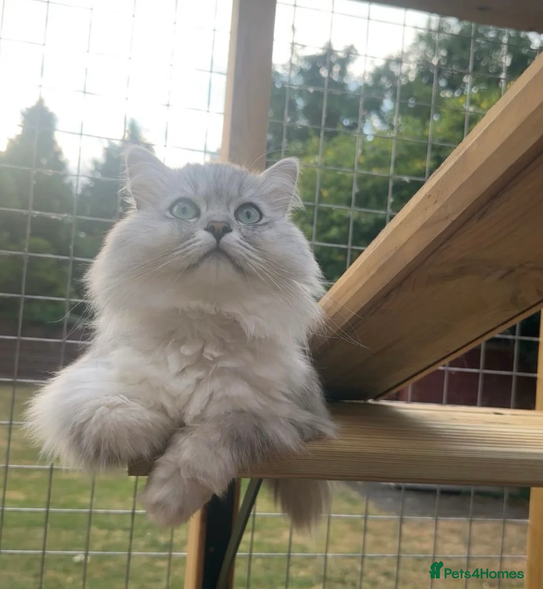 Persian cats for sale: LAST DOLLFACE CHINCHILLA PERSIAN GIRL - Advert 29