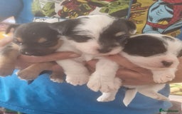 Chorkie dogs for sale: Beautiful litter - Image 4