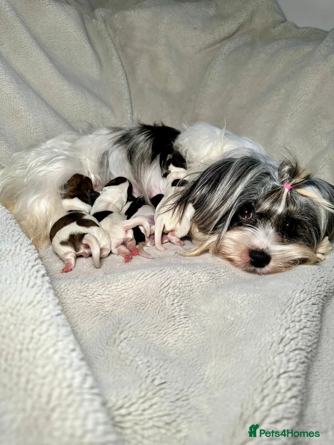 Biewer Terrier dogs for sale: Tiny Biewer Yorkshire Terrier Boy – DNA Tested - Advert 7