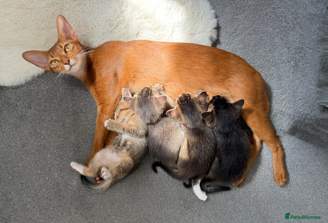 Abyssinian cats for sale: Marina  - Image 7