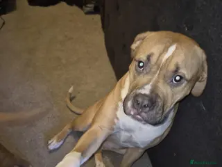 American Bully dogs American bully - Advert 3