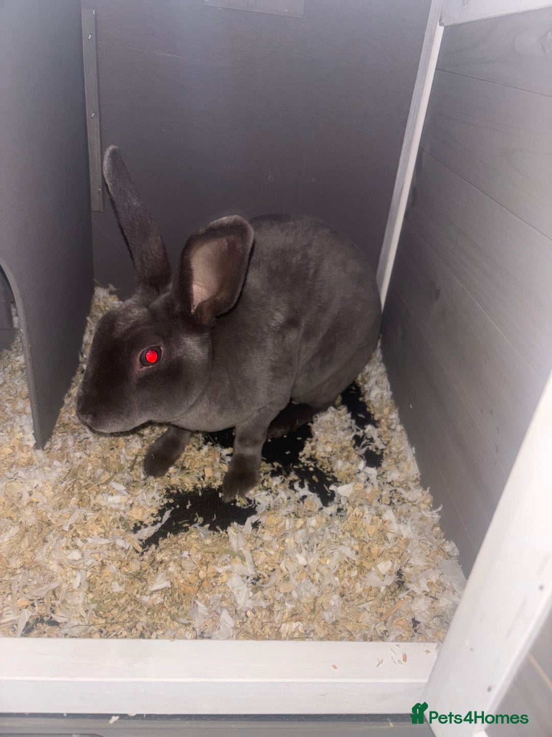 Rex rabbits for sale: Beautiful grey Rex Male rabbit with hutch - Image 5