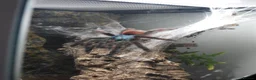 Tarantulas invertebrates for sale: Female Caribena Versicolor & Set up - Advert 3