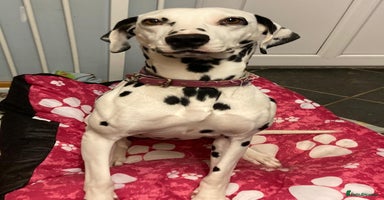 Dalmatian dogs - Advert 6